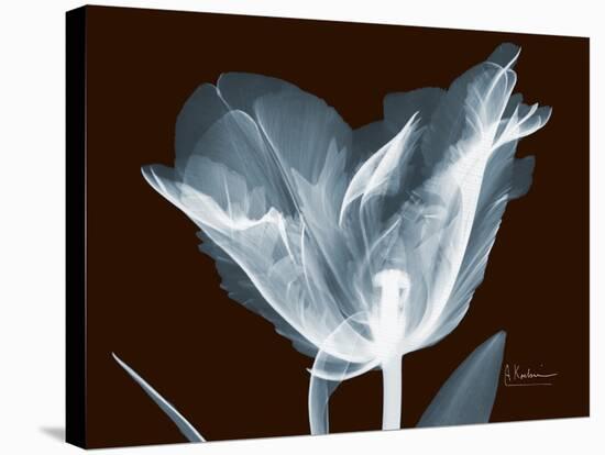 Tulip Blossom Portrait-Albert Koetsier-Stretched Canvas