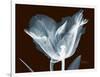 Tulip Blossom Portrait-Albert Koetsier-Framed Art Print