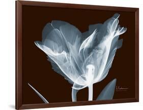 Tulip Blossom Portrait-Albert Koetsier-Framed Art Print