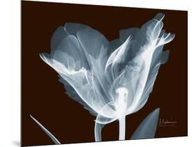 Tulip Blossom Portrait-Albert Koetsier-Mounted Art Print