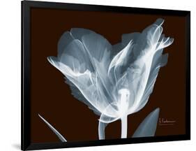 Tulip Blossom Portrait-Albert Koetsier-Framed Art Print