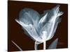 Tulip Blossom Portrait-Albert Koetsier-Stretched Canvas