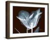 Tulip Blossom Portrait-Albert Koetsier-Framed Art Print