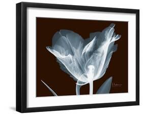 Tulip Blossom Portrait-Albert Koetsier-Framed Art Print