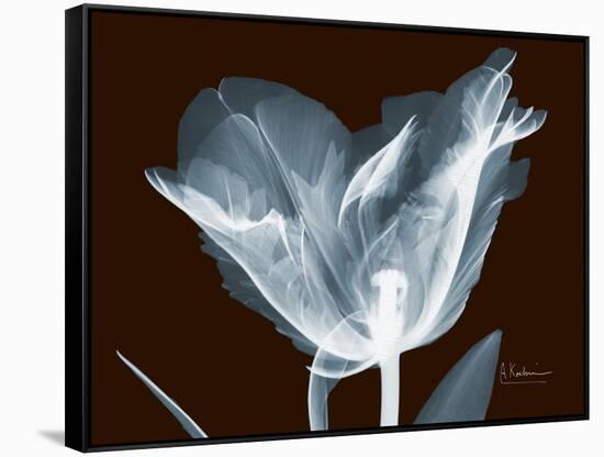 Tulip Blossom Portrait-Albert Koetsier-Framed Stretched Canvas