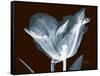 Tulip Blossom Portrait-Albert Koetsier-Framed Stretched Canvas