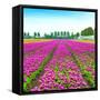 Tulip Blosssom Flowers Cultivation Field in Spring. Holland or Netherlands.-stevanzz-Framed Stretched Canvas