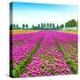 Tulip Blosssom Flowers Cultivation Field in Spring. Holland or Netherlands.-stevanzz-Stretched Canvas