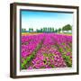 Tulip Blosssom Flowers Cultivation Field in Spring. Holland or Netherlands.-stevanzz-Framed Photographic Print