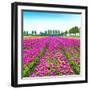 Tulip Blosssom Flowers Cultivation Field in Spring. Holland or Netherlands.-stevanzz-Framed Photographic Print