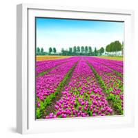 Tulip Blosssom Flowers Cultivation Field in Spring. Holland or Netherlands.-stevanzz-Framed Photographic Print