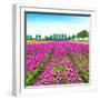 Tulip Blosssom Flowers Cultivation Field in Spring. Holland or Netherlands.-stevanzz-Framed Photographic Print