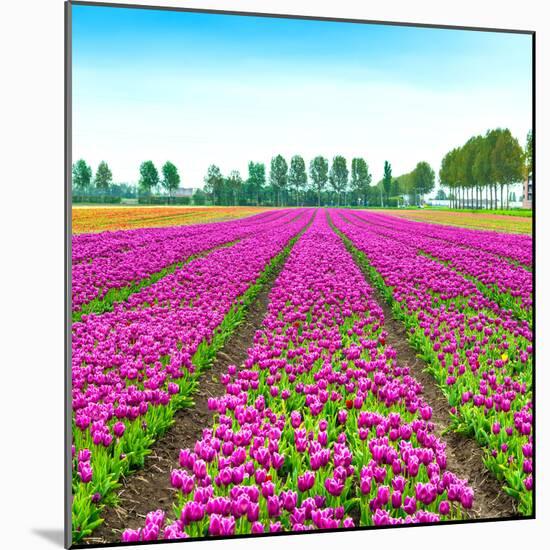 Tulip Blosssom Flowers Cultivation Field in Spring. Holland or Netherlands.-stevanzz-Mounted Photographic Print