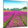Tulip Blosssom Flowers Cultivation Field in Spring. Holland or Netherlands.-stevanzz-Mounted Photographic Print