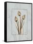 Tulip Blu Brown 2-Albert Koetsier-Framed Stretched Canvas