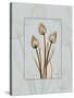 Tulip Blu Brown 2-Albert Koetsier-Stretched Canvas