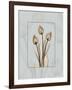 Tulip Blu Brown 2-Albert Koetsier-Framed Art Print