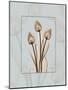 Tulip Blu Brown 2-Albert Koetsier-Mounted Art Print