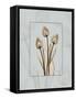 Tulip Blu Brown 2-Albert Koetsier-Framed Stretched Canvas