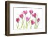 Tulip blush-Mandy Disher-Framed Photographic Print