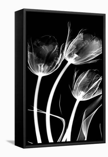Tulip Bones 1-Albert Koetsier-Framed Stretched Canvas