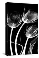 Tulip Bones 1-Albert Koetsier-Stretched Canvas