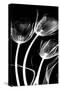 Tulip Bones 1-Albert Koetsier-Stretched Canvas
