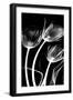 Tulip Bones 1-Albert Koetsier-Framed Premium Giclee Print