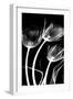 Tulip Bones 1-Albert Koetsier-Framed Premium Giclee Print