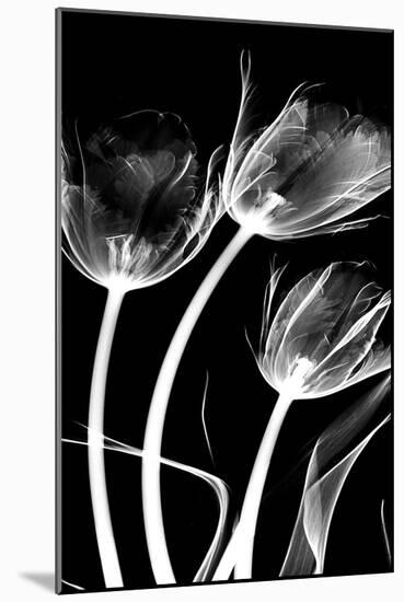 Tulip Bones 1-Albert Koetsier-Mounted Premium Giclee Print