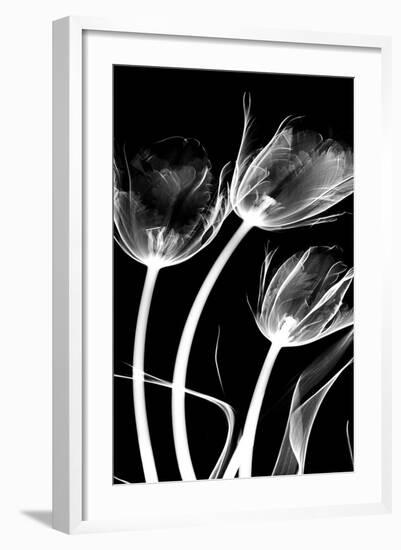 Tulip Bones 1-Albert Koetsier-Framed Art Print