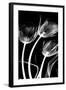 Tulip Bones 1-Albert Koetsier-Framed Art Print