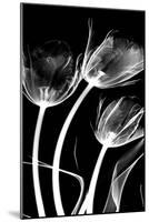 Tulip Bones 1-Albert Koetsier-Mounted Art Print