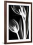 Tulip Bones 2-Albert Koetsier-Framed Art Print