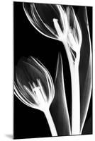 Tulip Bones 2-Albert Koetsier-Mounted Art Print
