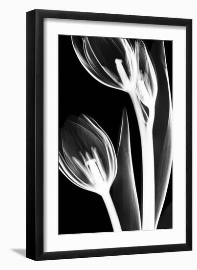 Tulip Bones 2-Albert Koetsier-Framed Premium Giclee Print
