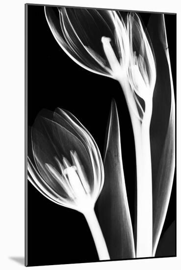 Tulip Bones 2-Albert Koetsier-Mounted Premium Giclee Print