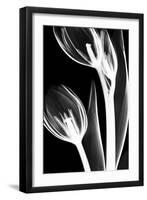 Tulip Bones 2-Albert Koetsier-Framed Art Print