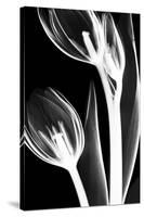 Tulip Bones 2-Albert Koetsier-Stretched Canvas