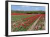 Tulip Bulb Fields in Holland-Ivonnewierink-Framed Photographic Print