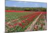 Tulip Bulb Fields in Holland-Ivonnewierink-Mounted Photographic Print