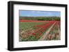 Tulip Bulb Fields in Holland-Ivonnewierink-Framed Photographic Print