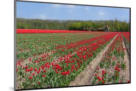 Tulip Bulb Fields in Holland-Ivonnewierink-Mounted Photographic Print