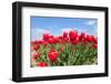 Tulip Bulb Fields in Holland-Ivonnewierink-Framed Photographic Print