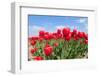 Tulip Bulb Fields in Holland-Ivonnewierink-Framed Photographic Print