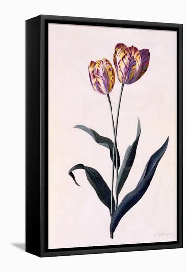 Tulip, C.1744-Georg Dionysius Ehret-Framed Stretched Canvas