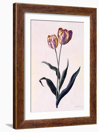 Tulip, C.1744-Georg Dionysius Ehret-Framed Giclee Print