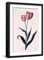 Tulip, C.1744-Georg Dionysius Ehret-Framed Giclee Print