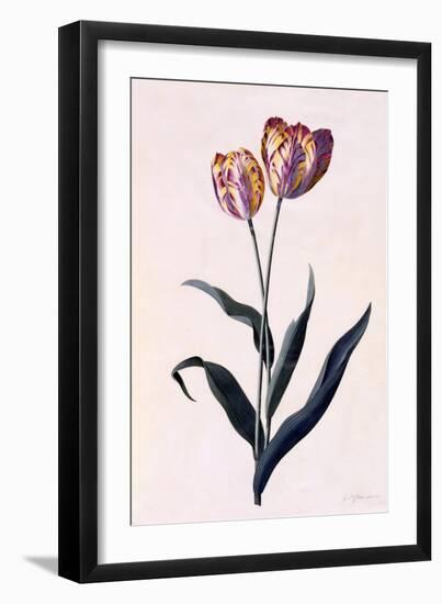 Tulip, C.1744-Georg Dionysius Ehret-Framed Giclee Print