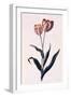 Tulip, C.1744-Georg Dionysius Ehret-Framed Giclee Print